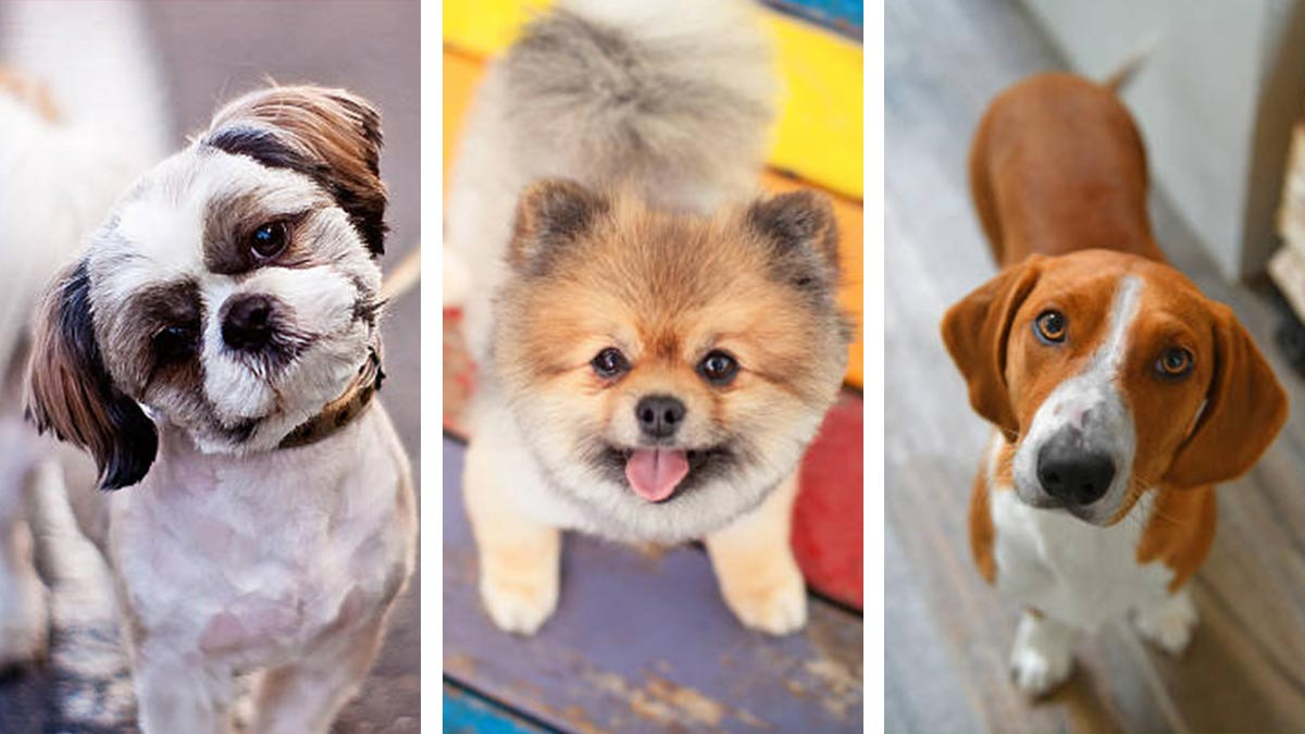 5 razas de perros más difíciles de domesticar según un veterinario