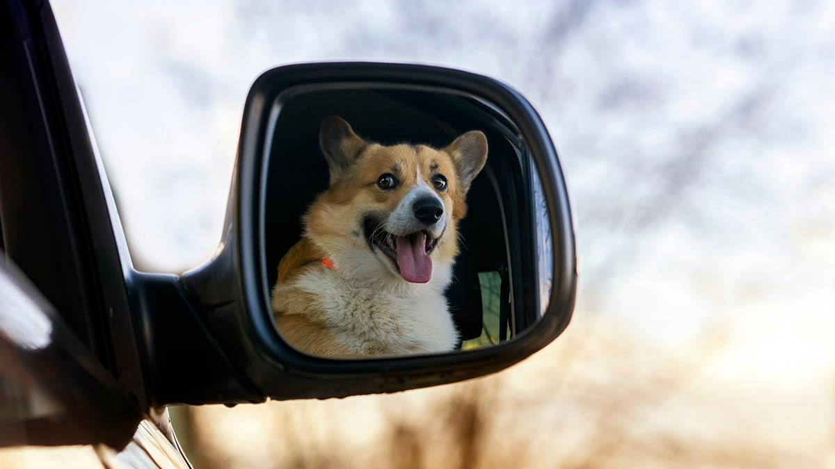 ¿Los perros se reconocen en el espejo? Esto dice la ciencia