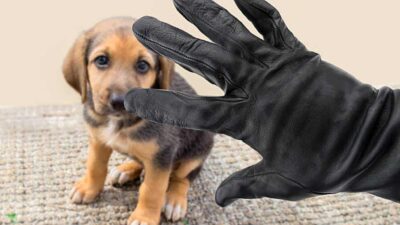 Robos y secuestros de mascotas: cómo prevenirlos