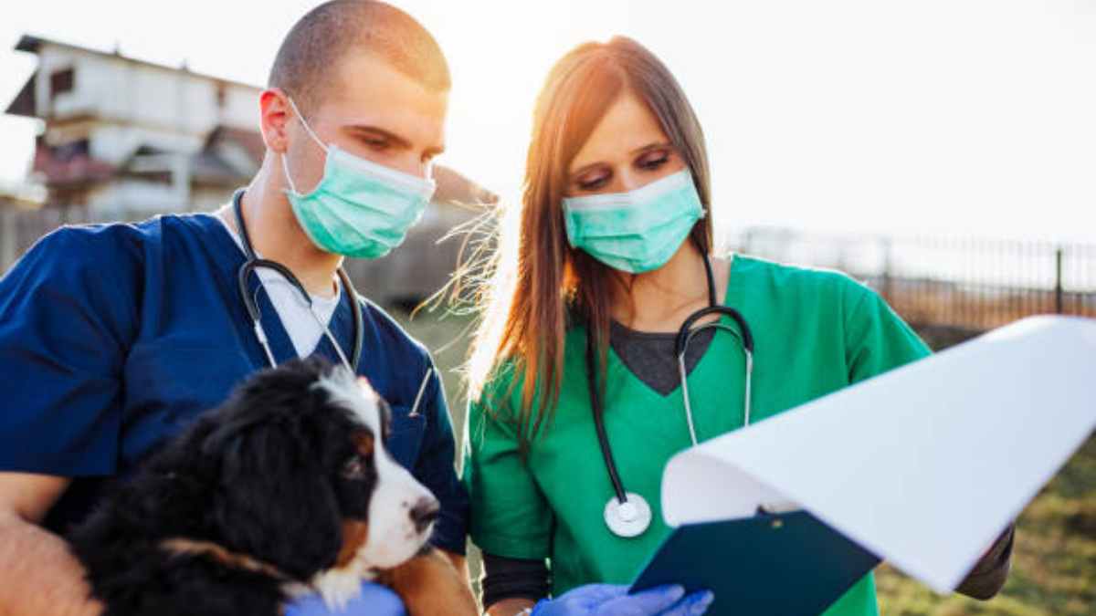 Trabajadores sociales veterinarios: ¿Qué son y en qué consiste su labor?