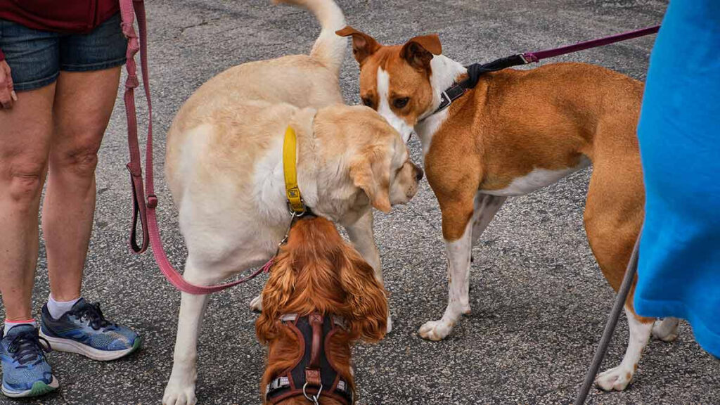 Puppy Play Time: socialización para perros cachorros de Petco