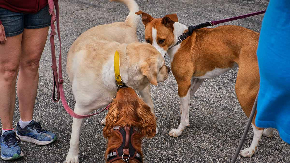 Conoce Puppy Play Time, el programa de socialización para cachorros de Petco con el que tu perro conseguirá muchos amiguitos