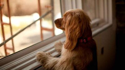 Cuánto tiempo se puede dejar a un perro solo