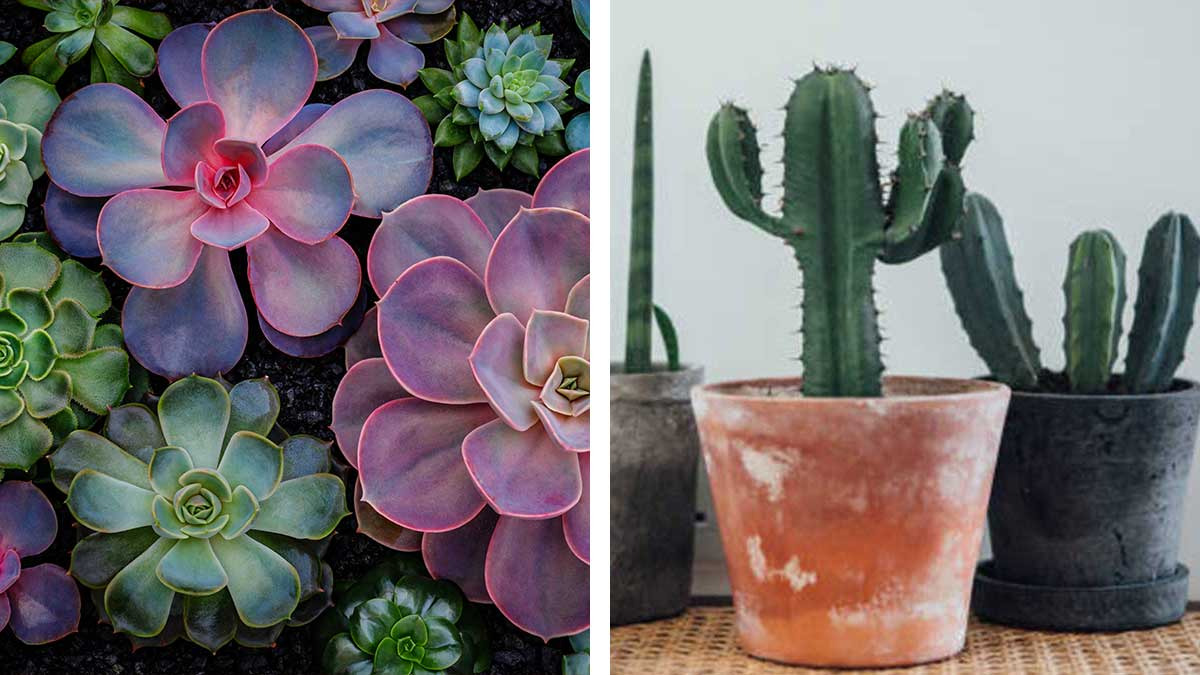 ¿Por qué se llaman suculentas y cuáles son las diferencias con los cactus?