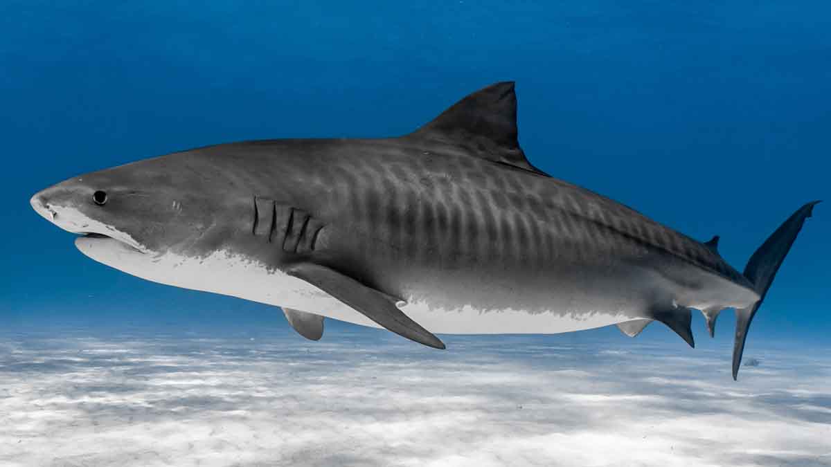 Tiburones ¿por qué son importantes para el planeta y los seres humanos