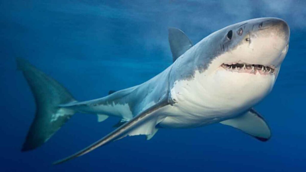 tiburones por qué son importantes