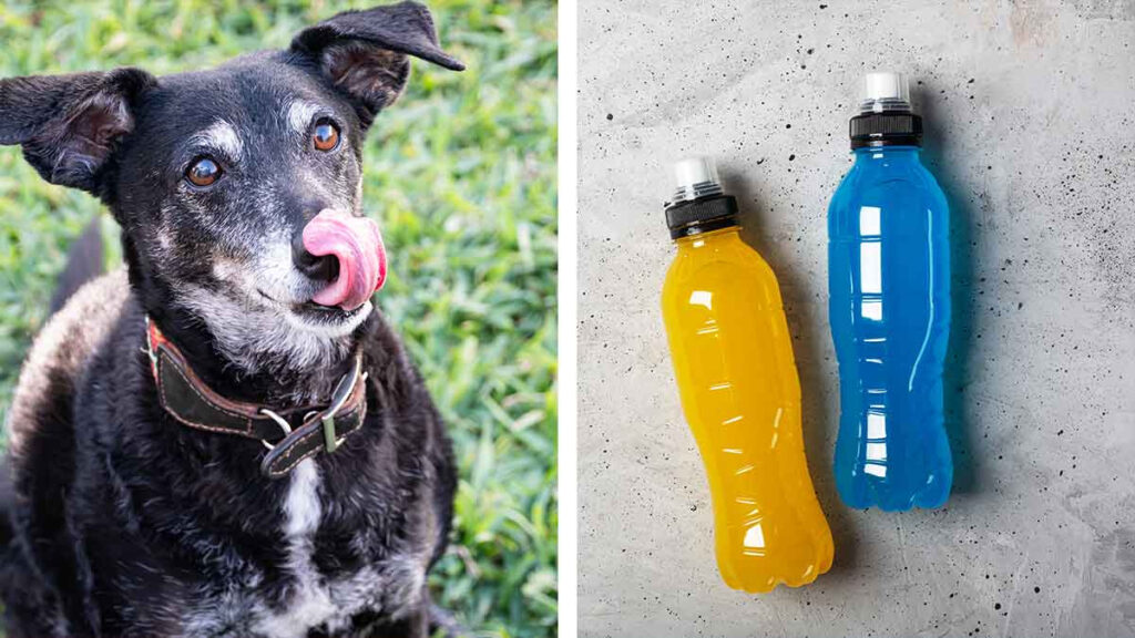 Tienda de mascotas regala electrolitos para perros ante la ola de calor