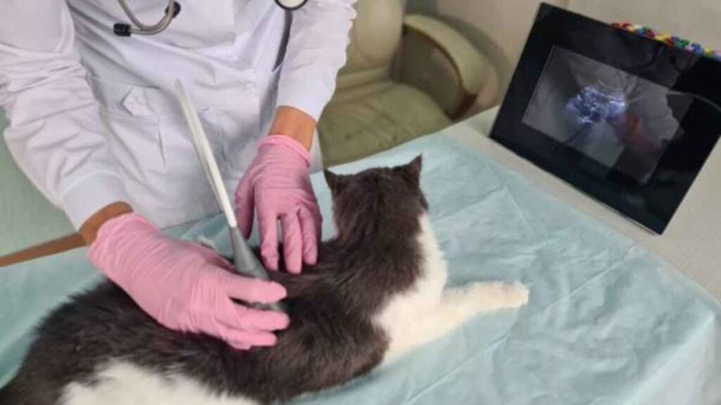 Trasplante de riñón en gatos