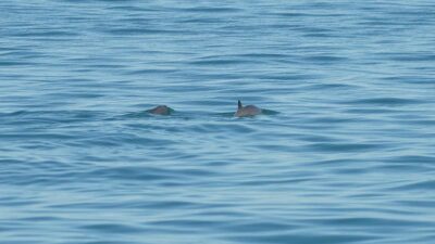 Semarnat muestra imágenes de la vaquita marina