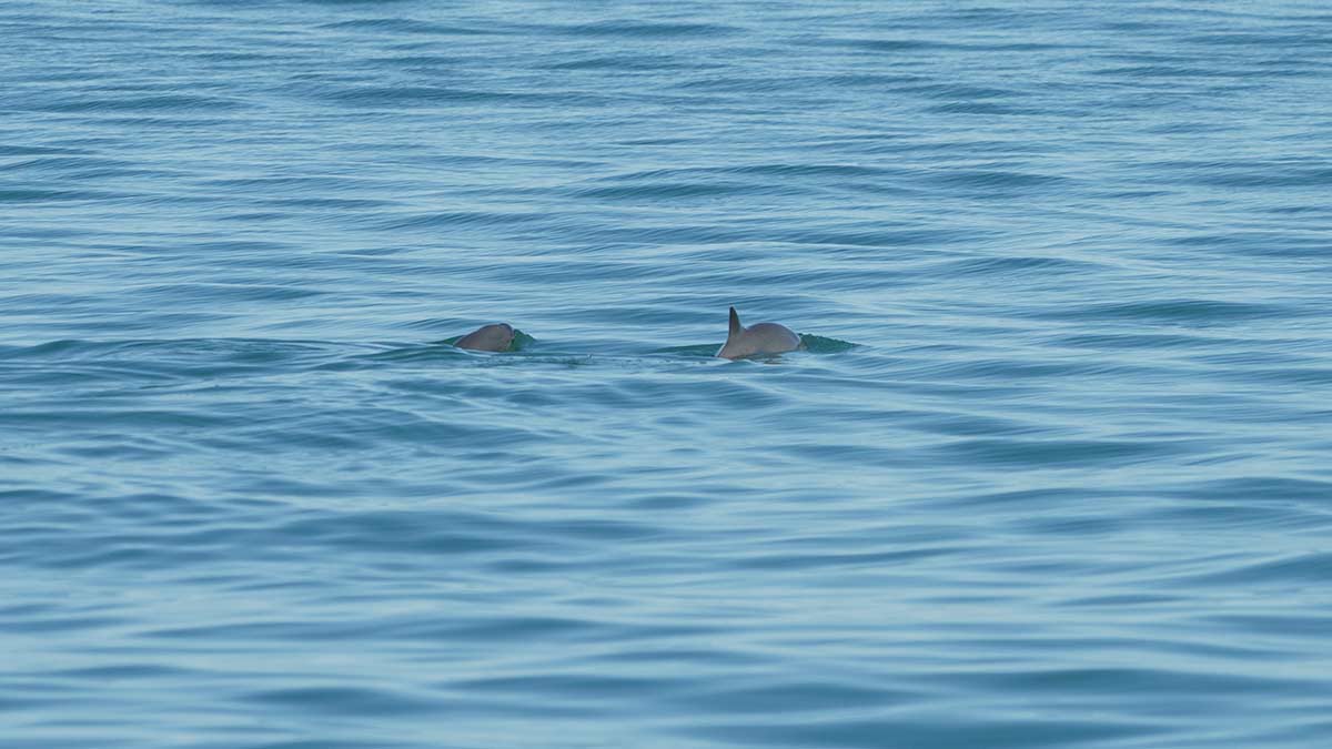 Vaquita marina en México: Semarnat comparte imágenes de avistamiento