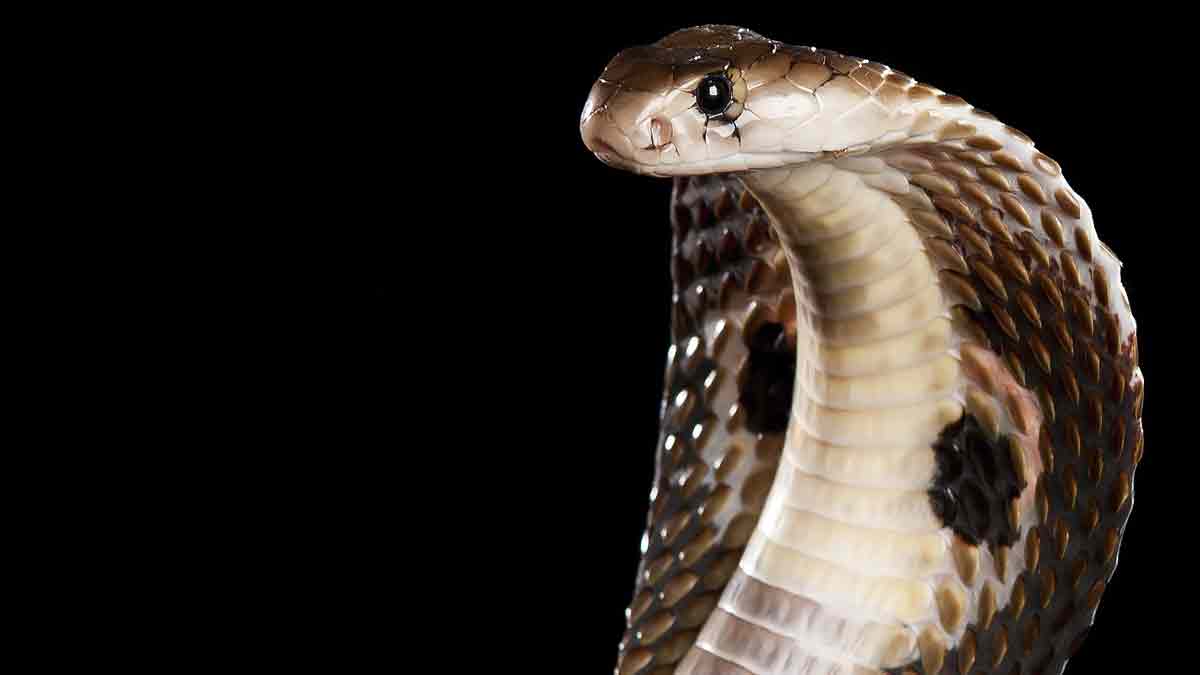Veneno de serpientes más peligrosas pueden colapsar vasos sanguíneos: video