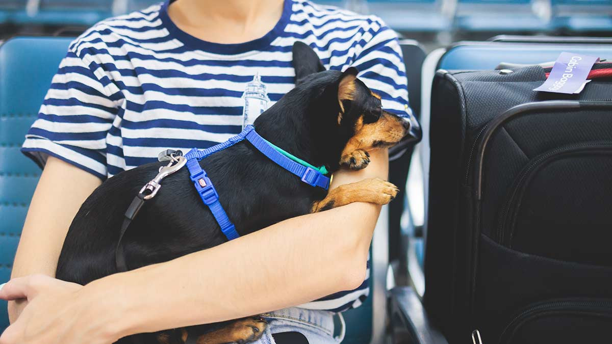 Anuncian nuevas reglas para viajar con tu perro a Estados Unidos; ve cuáles son