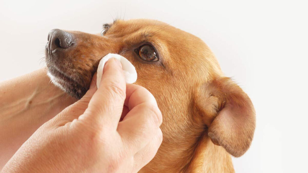 Cómo proteger los ojos de tus mascotas en época de calor