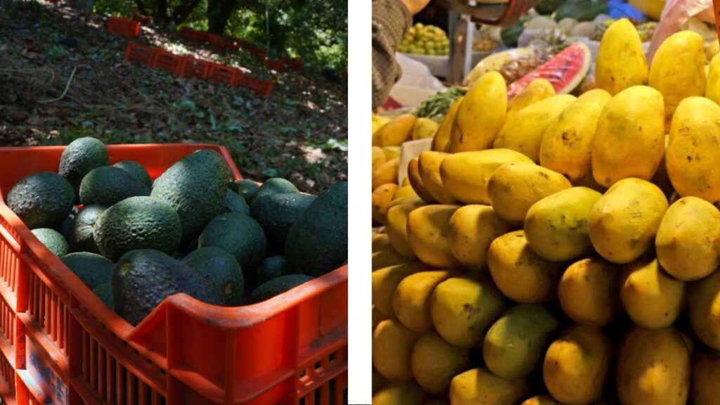 Vuelven los envíos de aguacate y mango de Michoacán a EU
