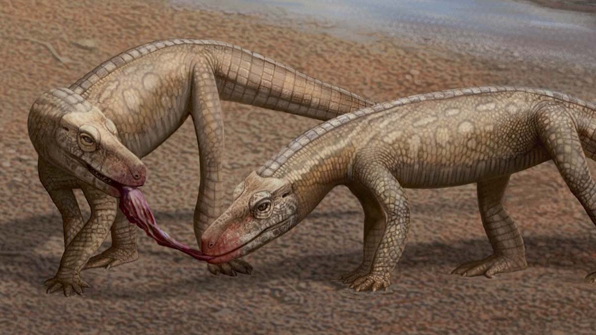 Descubren fósil de reptil similar a un cocodrilo y más antiguo que los dinosaurios