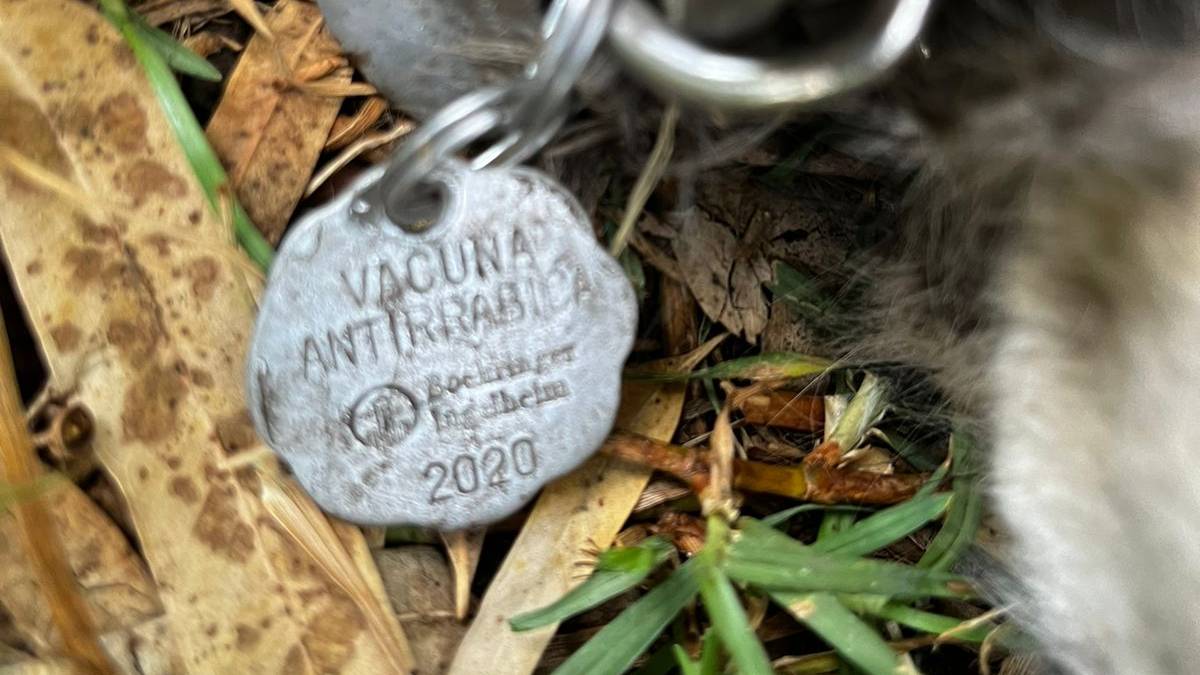Xochimilco, en shock: abandonan otro cuerpo de perro torturado; suman 25