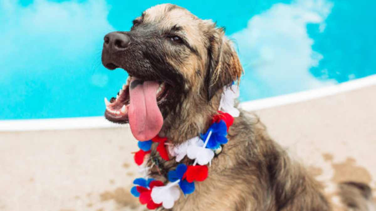 Organizan Pool Pawty en El paso, Texas, para que tu perro socialice y se refresque; habrá microchips gratis