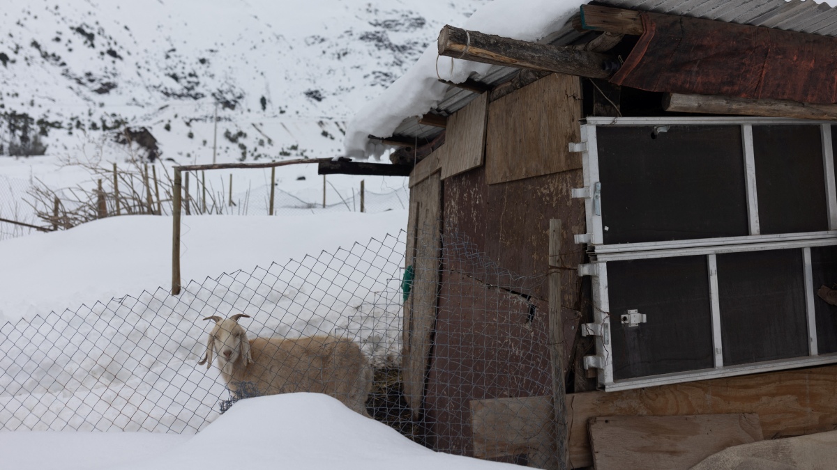 Apocalipsis de hielo: Animales se congelan por heladas sin precedentes en Argentina