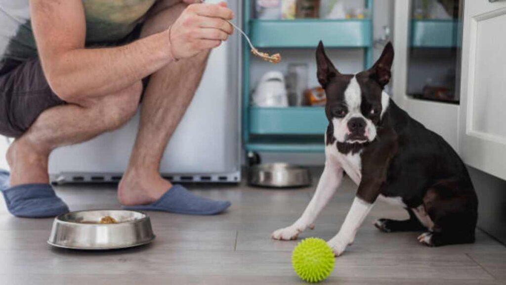 ¿Por qué mi perro no come? Posibles razones