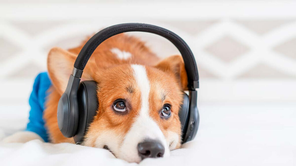 Qué es la musicoterapia para mascotas; conoce sus beneficios