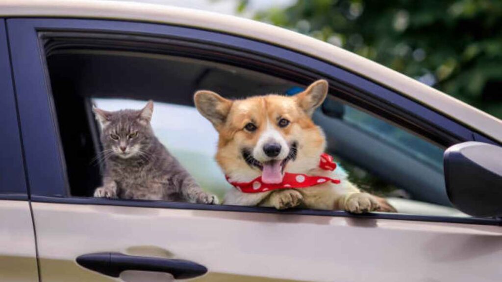 Cómo evitar el mareo de los perros en el coche