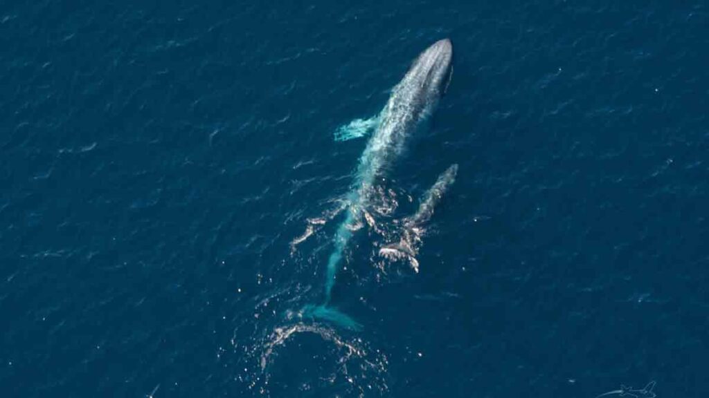 ballena azul pigmea