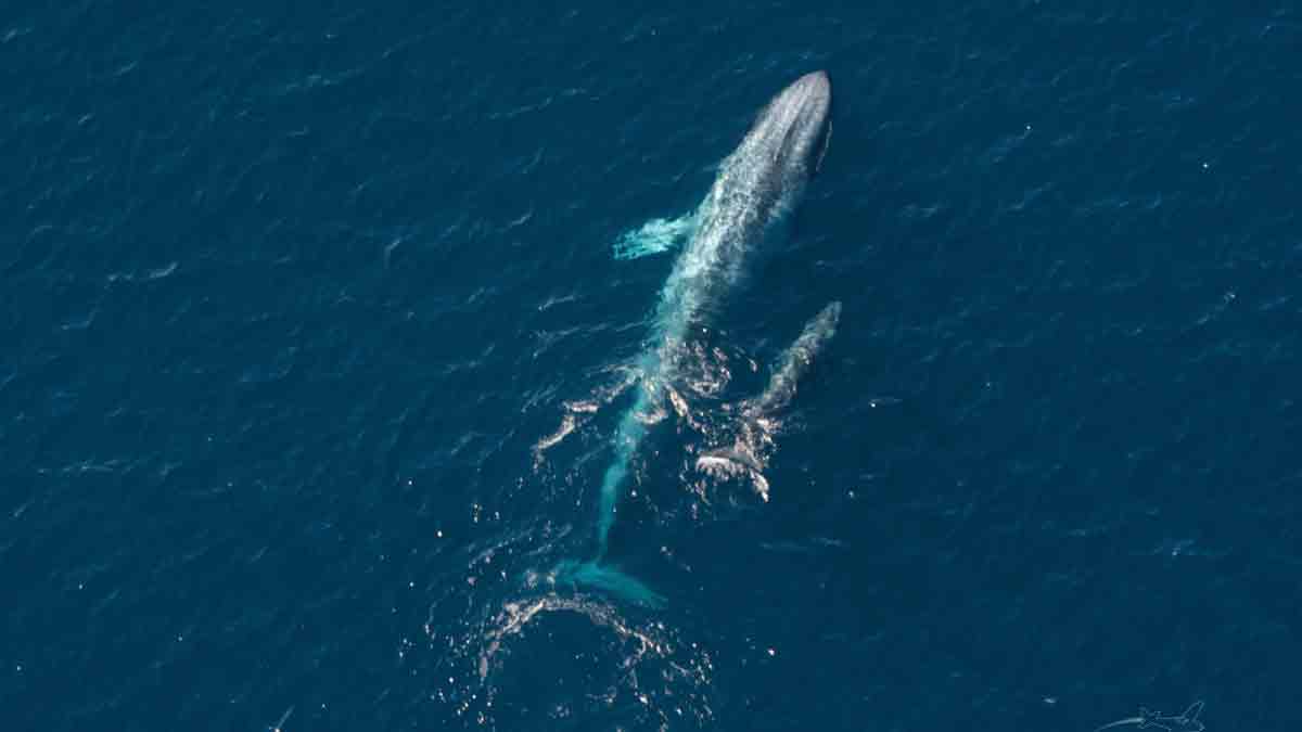 Captan al bebé de ballena azul pigmea más pequeño nunca antes visto