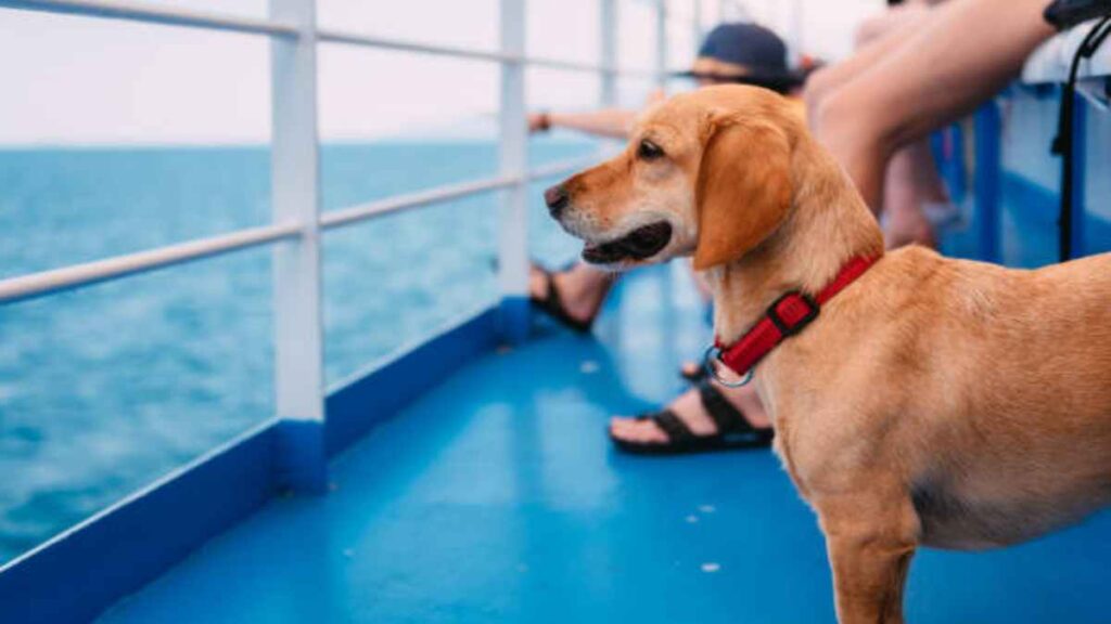 Cómo evitar el mareo de los perros en el coche