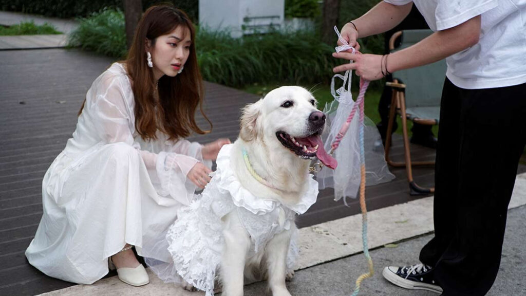 Boda De Los Perros