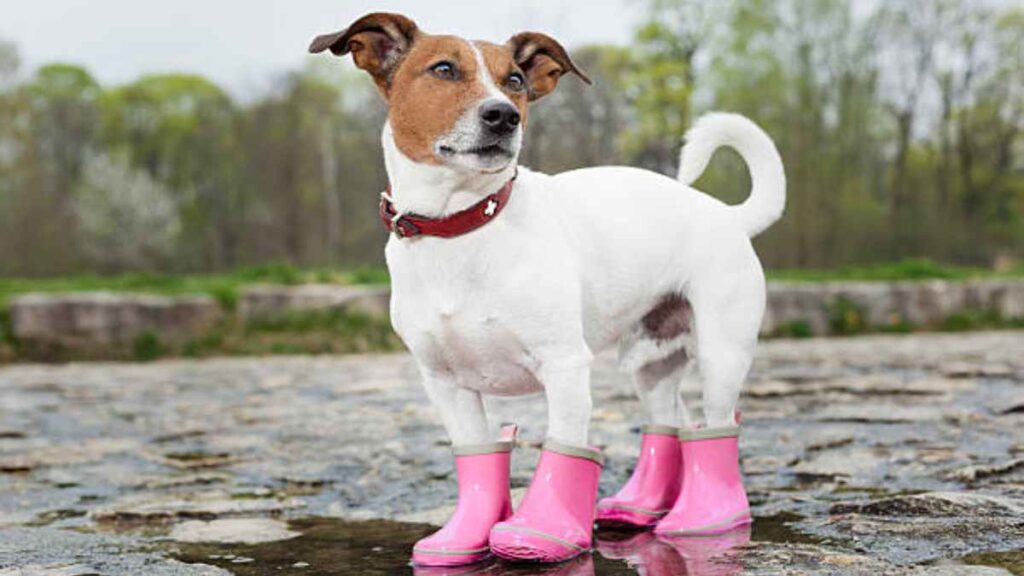 Ropa de lluvia para perros y accesorios para proteger a tu lomito