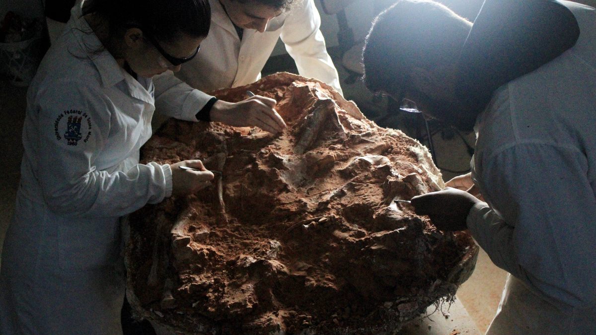 Resurge el pasado: hallan fósil de dinosaurio de 230 millones de años tras intensas lluvias en Brasil