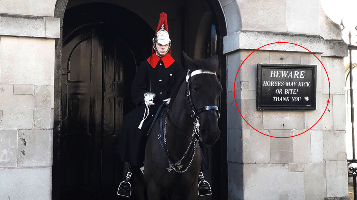 Mordida real: caballo de la Guardia Real da “cariñito” a turista que no respetó letrero
