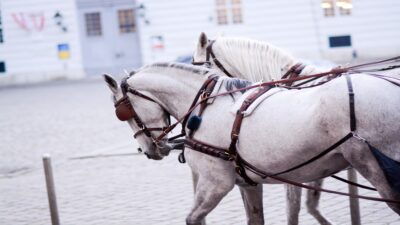 Caballos En Saltillo