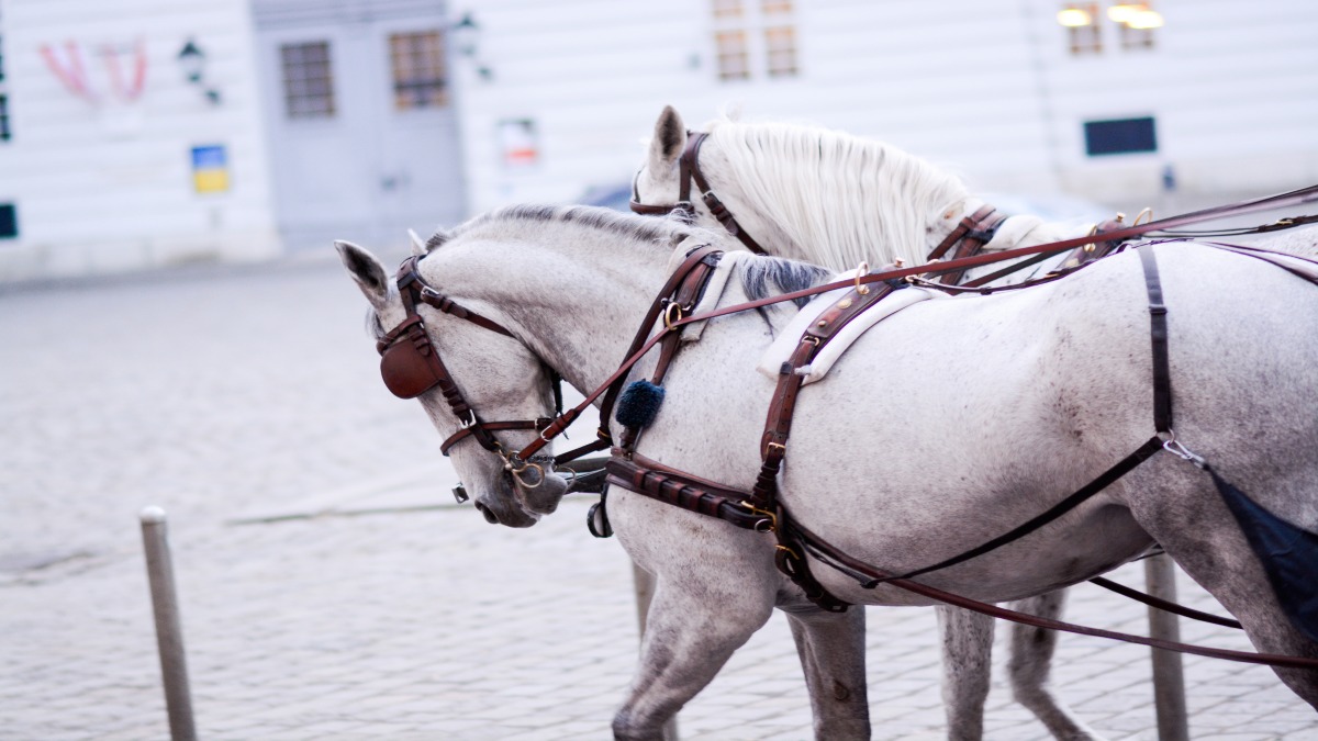 “Lo bueno es que dicen que Saltillo no es un rancho”: captan a dos caballos blancos paseando por las vialidades
