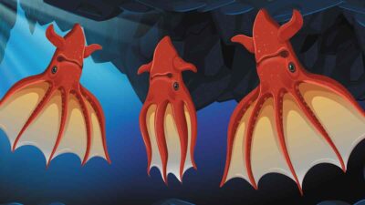 Ilustración del calamar (Vampyroteuthis infernalis)