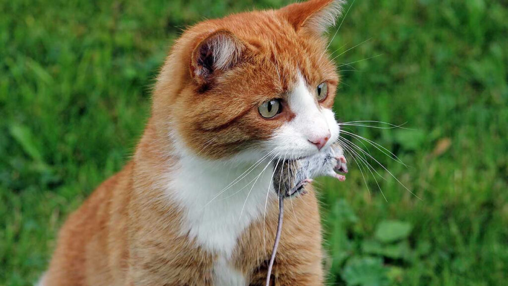 Por qué los gatos te llevan ratones como regalo