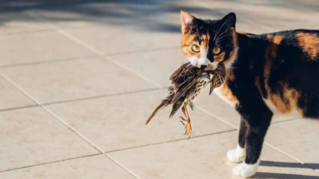 ¿Los gatos son un peligro para la biodiversidad?