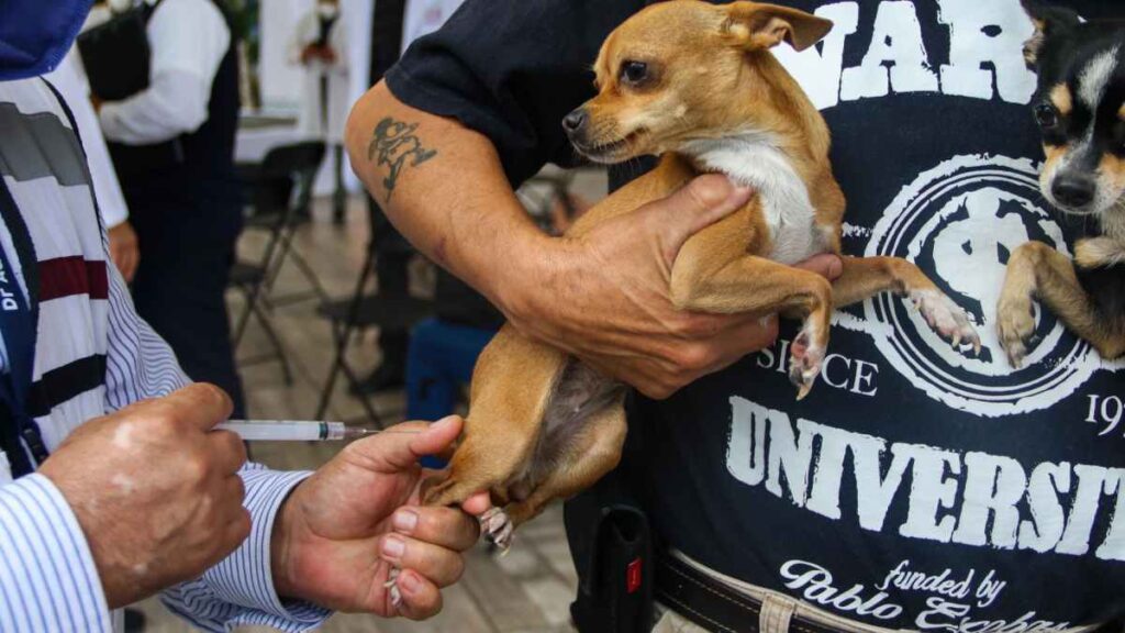 Perrotón 2024: organizan carrera con perros en CDMX