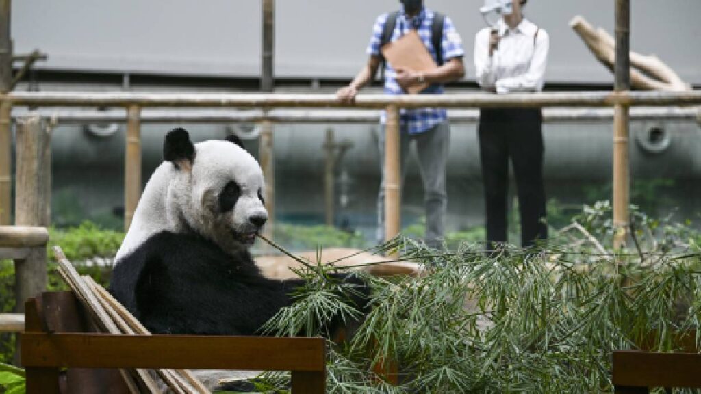 Colegio panda gigante