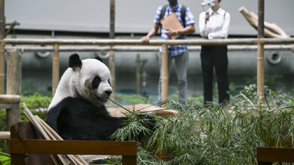 Primer “colegio del panda gigante” de China comienza a inscribir estudiantes, ¿te animas a estudiar?