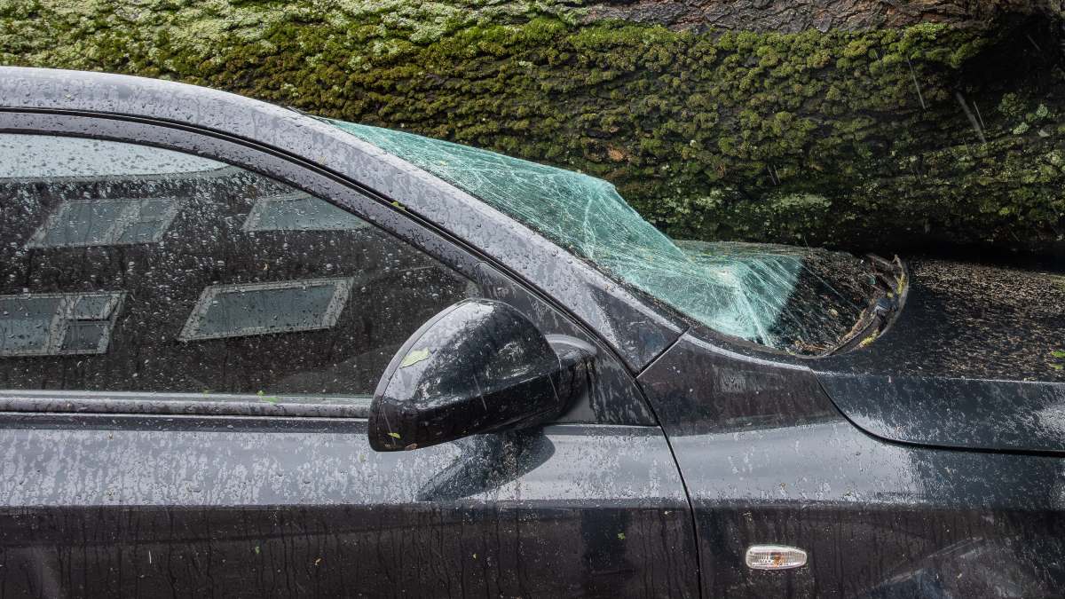 “No puedo salir”: conductor narra en video cómo cayó un árbol sobre su auto por las fuertes lluvias en Zapopan