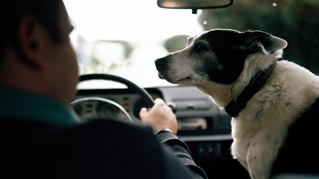 Conductor Uber perrito