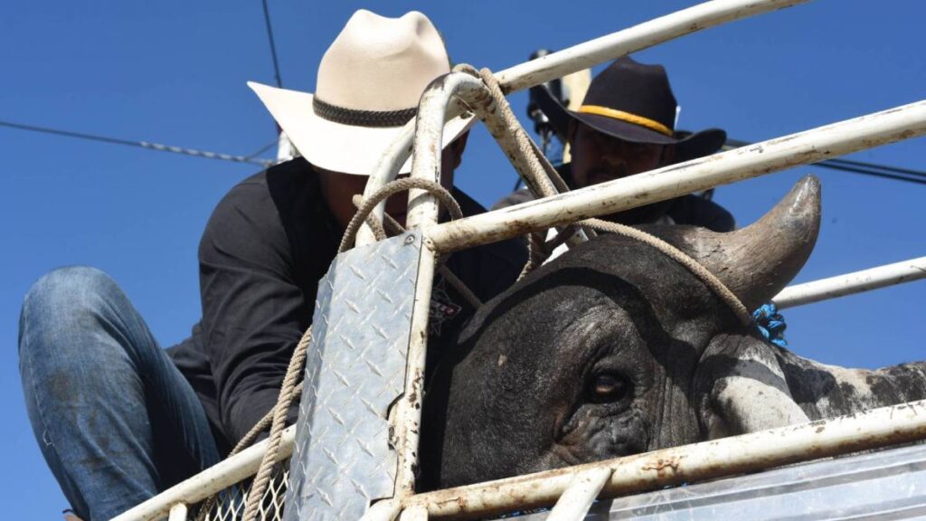 Toro tira, pisotea y embiste a jinete