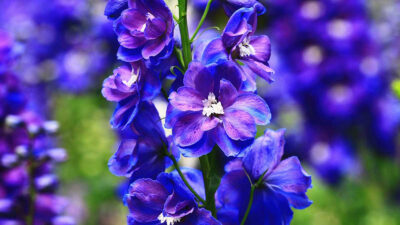 Delphinium flor características