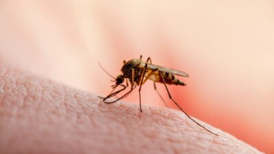 Dengue: qué tipos circulan en México y cómo evitar enfermar gravemente