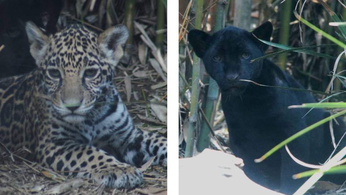 ¿Cuál vas a elegir? Sedema invita a seleccionar los nombres de tres cachorros de jaguar