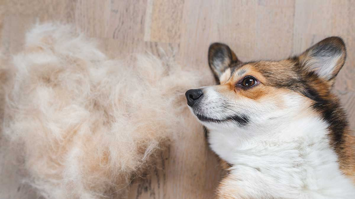 Empresa alemana fabrica ropa con pelo de perro