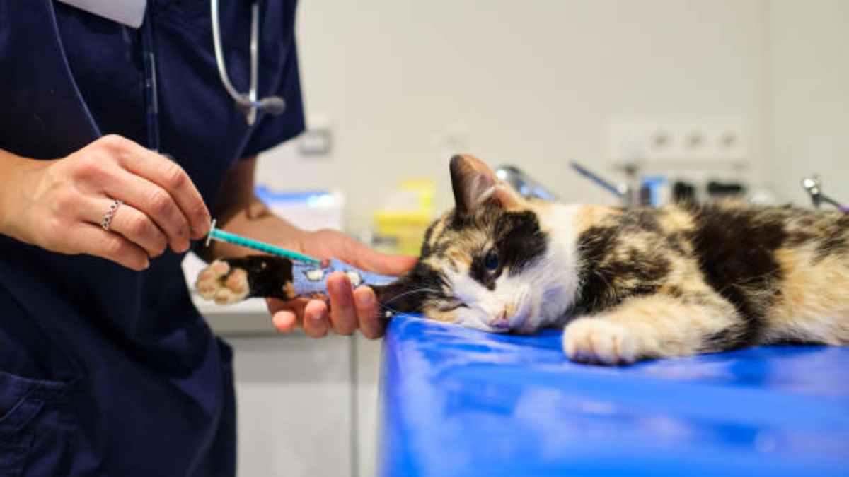 Gato registra primer caso de listeria en Europa, enfermedad de origen alimentario