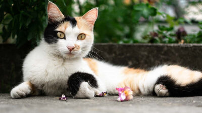 La mayoría de los gatos de tres colores son hembras; ve por qué