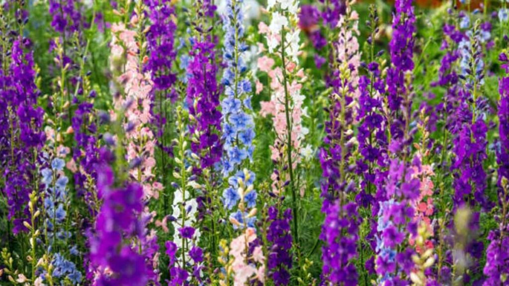 Flores del mes de julio y sus características